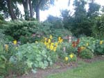 Garden_2001_007