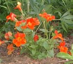 Garden_2001_010