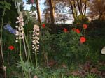 Garden_2001_014