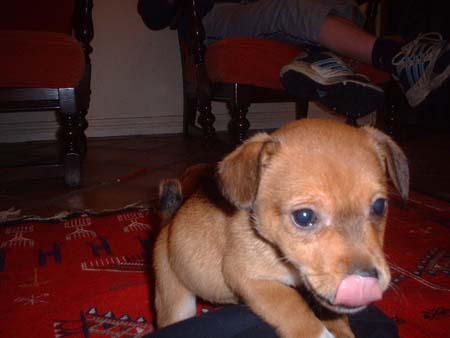 Dog002
