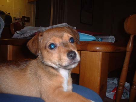 Dog012